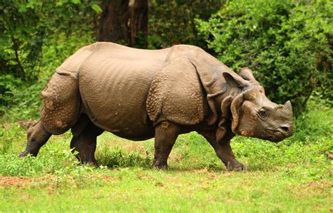 Great horned rhino. Things To Know About Great horned rhino. 